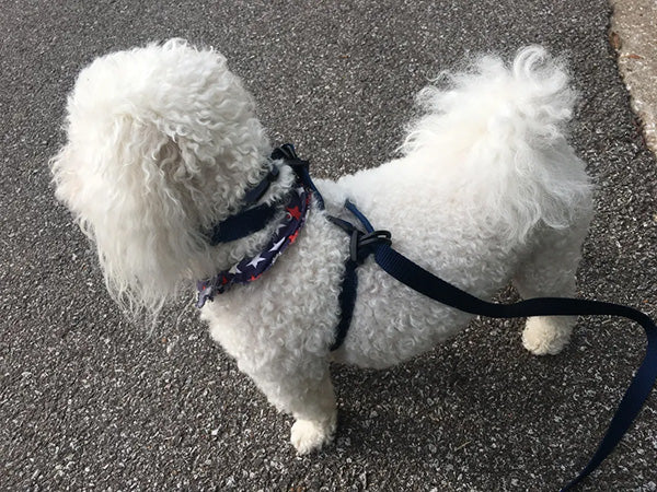 MyOneLeash