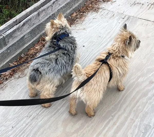 MyOneLeash